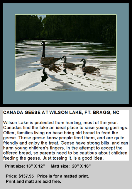 Canadas at Wilson Lake
